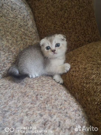 Шотландская вислоухая шиншилла