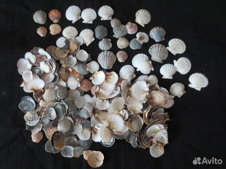 Камни и ракушки для аквариума, поделок