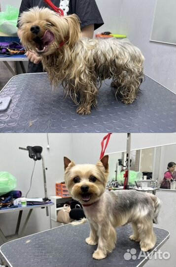 Стрижка собак и кошек