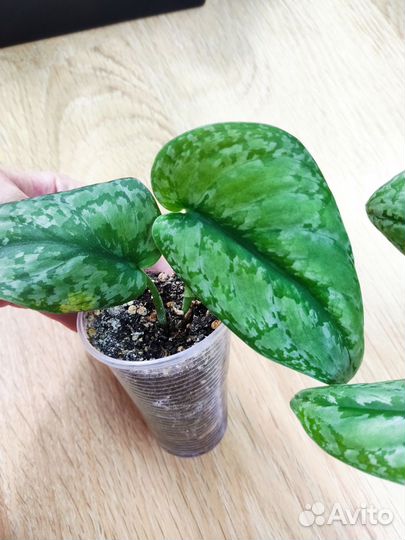 Сциндапсус Сильвер сплеш