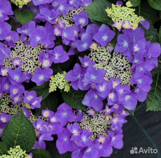 Гортензия крупнолистная