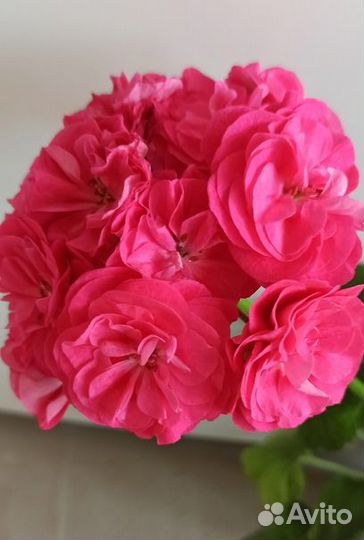 Пеларгония герань 7 сортов