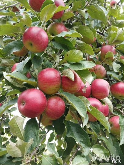 Яблоки Джонатан маленькие и большие около 160кор