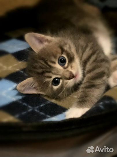 Котята от сибирской кошки