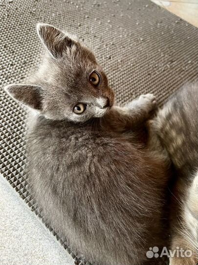 Котёнок, мальчики