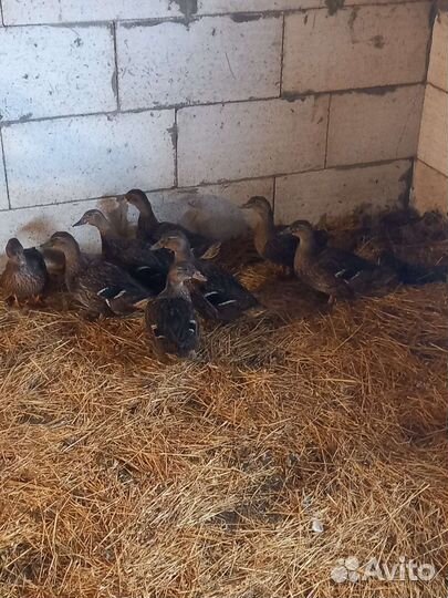 Утки подсадные