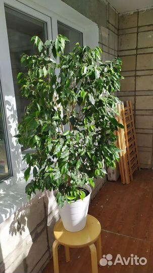 Фикус Бенджамина. Высотой 120 и 150см