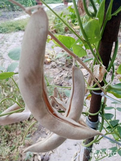 Лимская фасоль