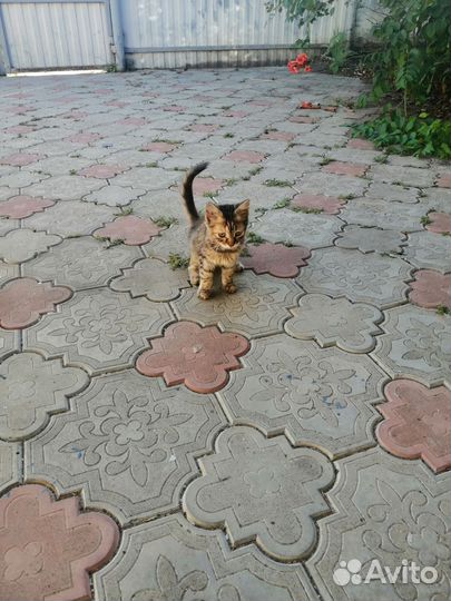Котята в добрые руки бесплатно