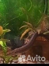 Макрогнатус глазчатый