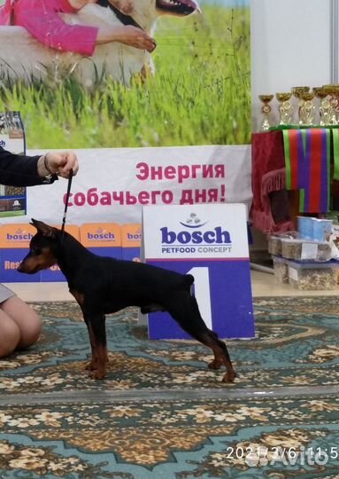 Вязка цвергпинчер