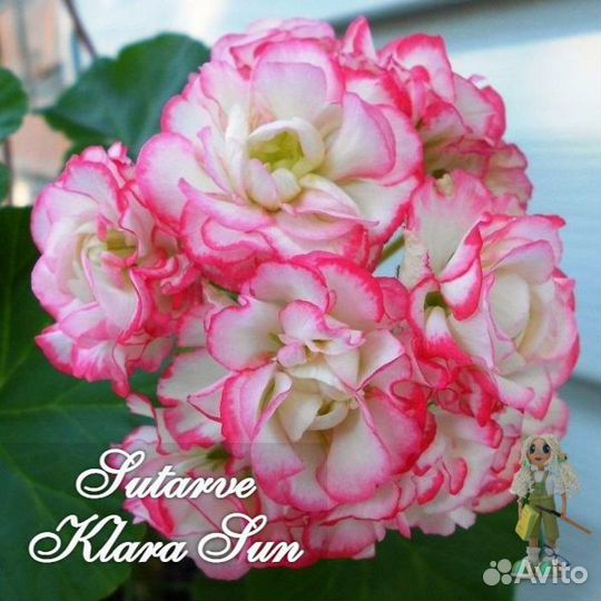 Пеларгония сортовая розебудная, звездчатая