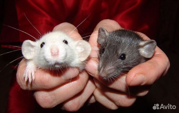 Крыса крысята Дамбо мальчики и девочки