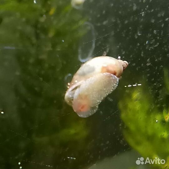 Улитка покемон