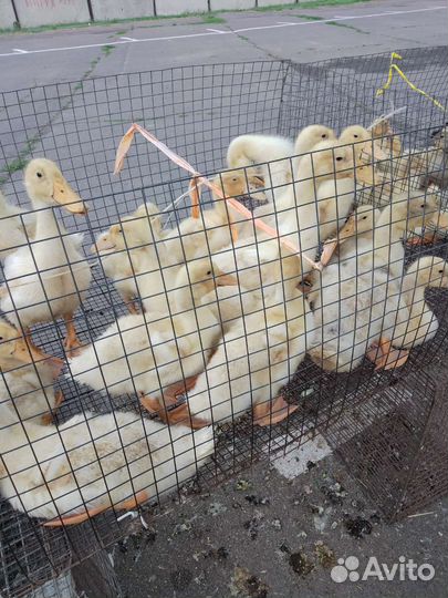 Утка подрощенная