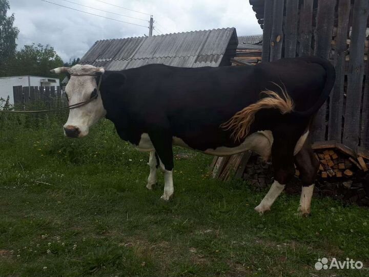 Корова ярославской породы