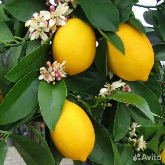 Лимонные деревья и саженцы