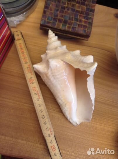 Раковина морская большая, 18 см