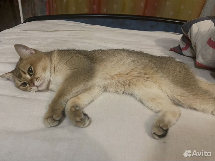 Британская золотая кошка шиншилла бесплатно