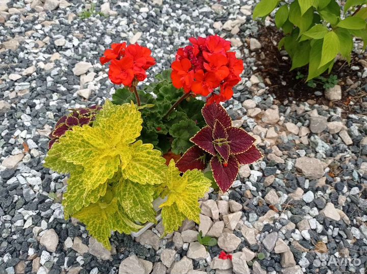 Колеусы сортовые