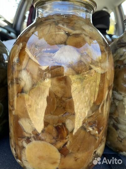 Грибы грузди соленые