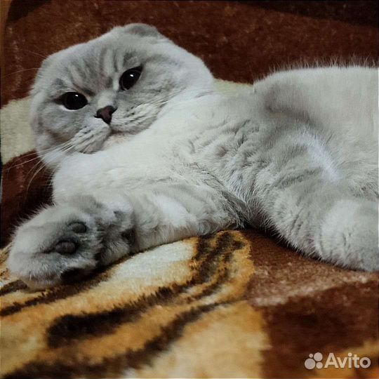 Шотландский Красавчик