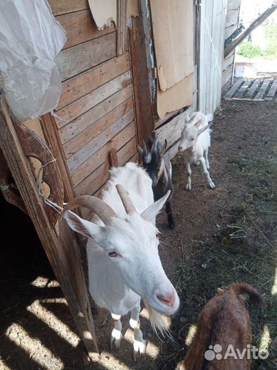 Коза дойная
