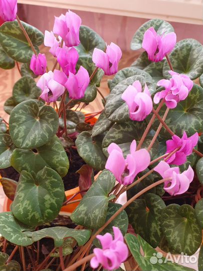 Европейский цикламен