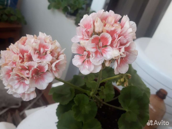 Герань пеларгония