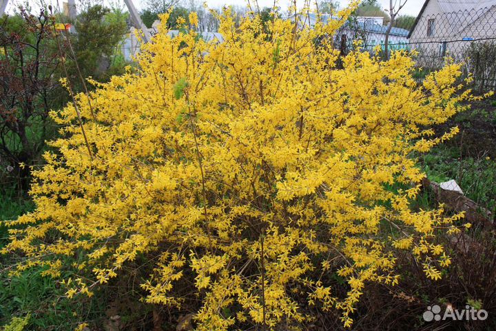 Форзиция, Рябинник, Дерен, Стефанандра