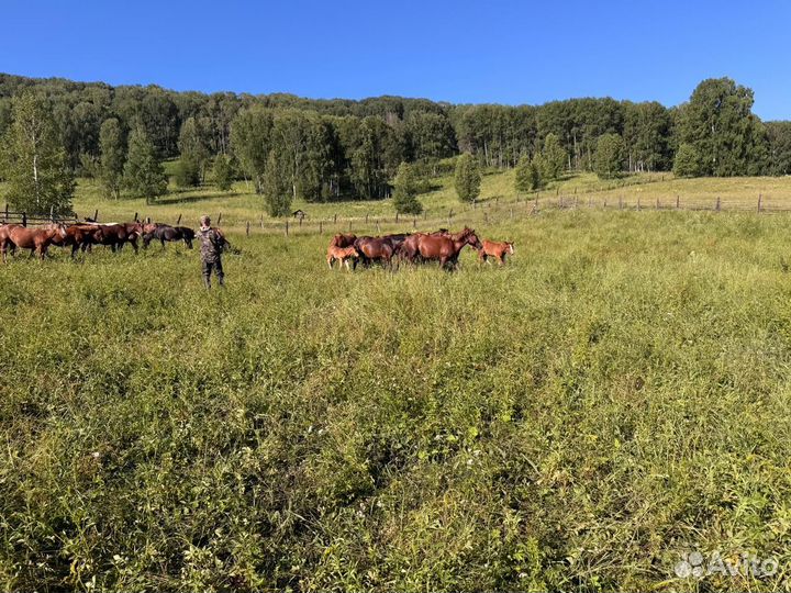 Продам лошадей