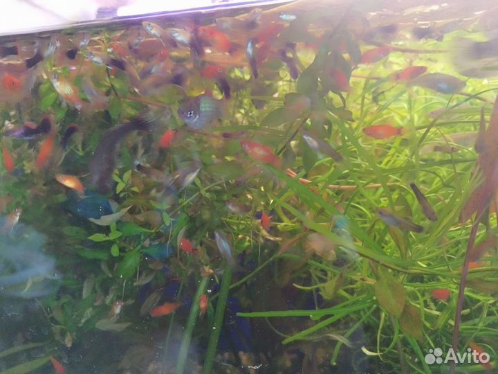 Гуппи и пецилии