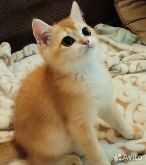 Девочка с правом разведения