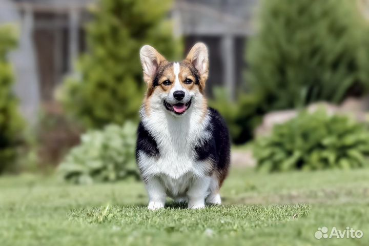 Вельш-корги пемброк