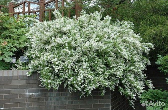 Дейция шершавая