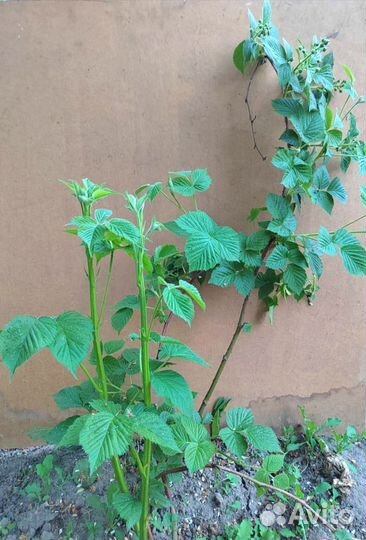 Ежевика саженцы