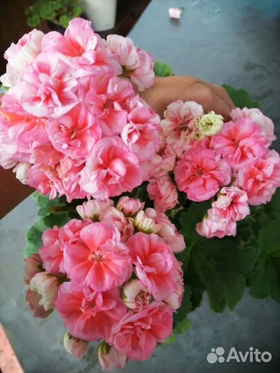 Акционный набор пеларгоний