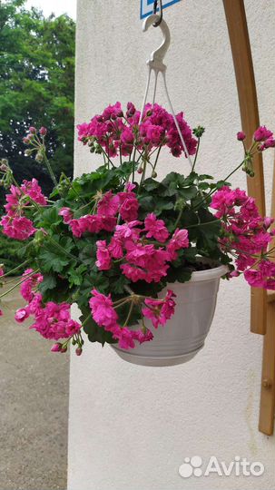 Пеларгонии коллекционные сортовые, липпия сладкая