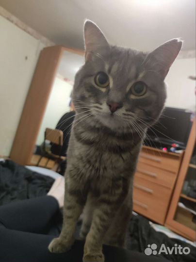 Котик в добрые руки