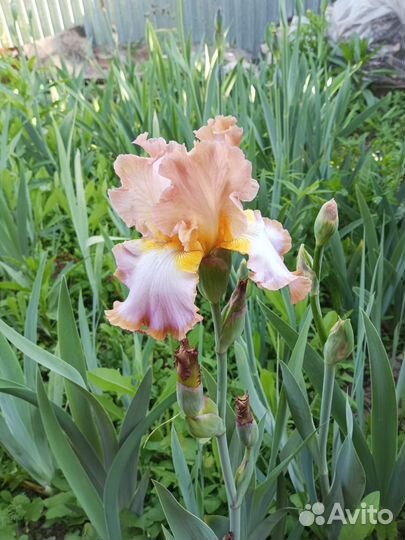 Ирисы сортовые