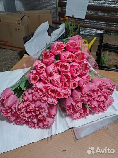 Продажа тюльпанов