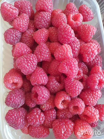 Саженцы ремонтантной малины