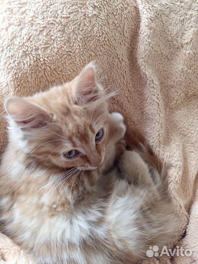 Котята в добрые руки бесплатно