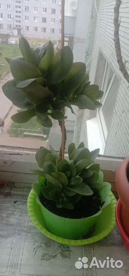 Цветы комнатные