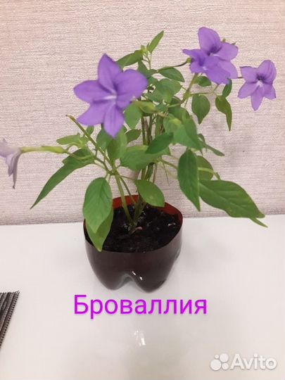 Продам цветы комнатные