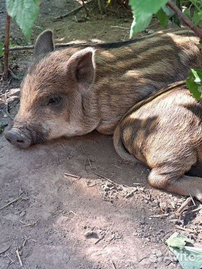 Кабанчики 2 девочки