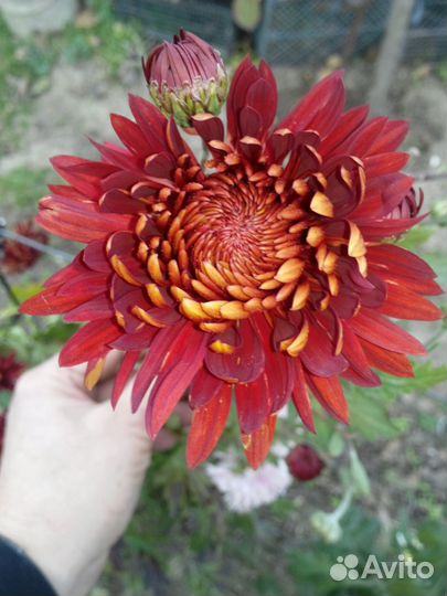 Хризантемы