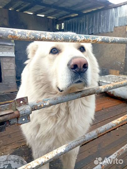 Собака алабай