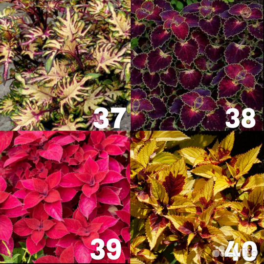 Колеусы, ещё 16 сортов