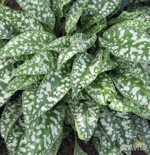 Медуница Бадан Бруннера